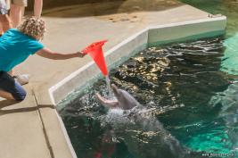 Duisburger Zoo Delfin-Abend 27.08.2016