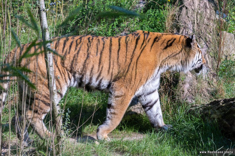 DuisburgerZoo_Tiger_001