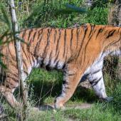 DuisburgerZoo_Tiger_001