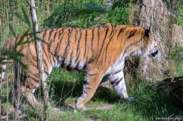 Duisburger Zoo Tiger 27.08.2016