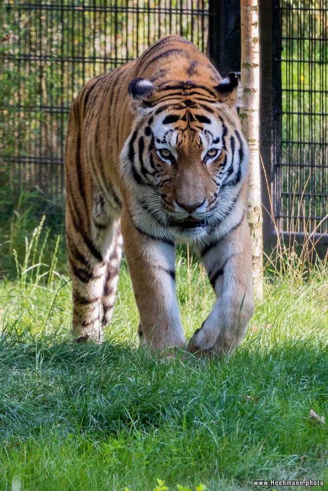 DuisburgerZoo_Tiger_002