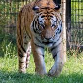 DuisburgerZoo_Tiger_002