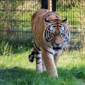 DuisburgerZoo_Tiger_003