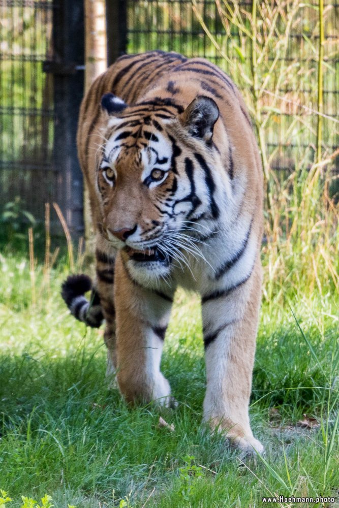 DuisburgerZoo_Tiger_004