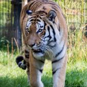 DuisburgerZoo_Tiger_004