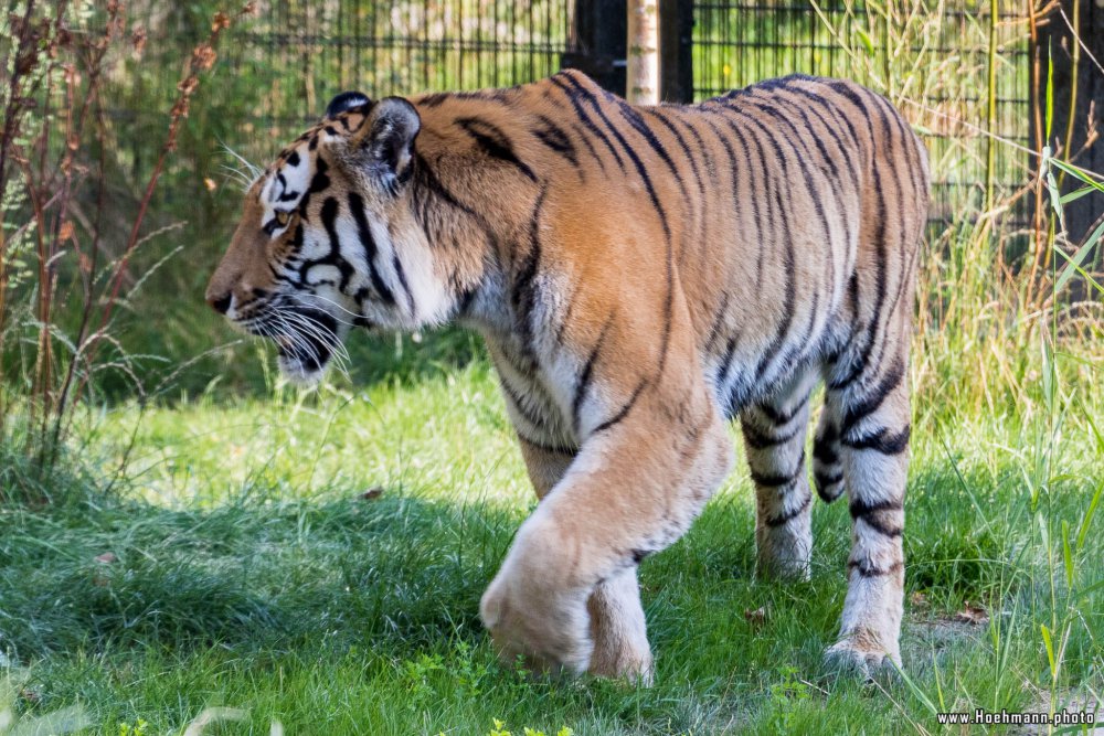 DuisburgerZoo_Tiger_005