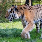 DuisburgerZoo_Tiger_005