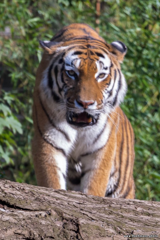 DuisburgerZoo_Tiger_006