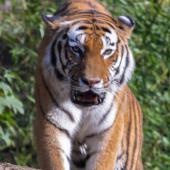 DuisburgerZoo_Tiger_006