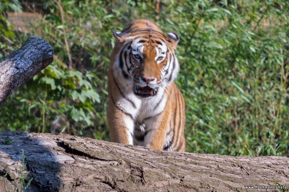 DuisburgerZoo_Tiger_007