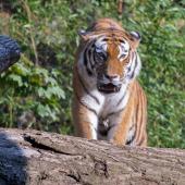 DuisburgerZoo_Tiger_007