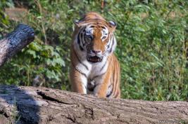 Duisburger Zoo Tiger 27.08.2016