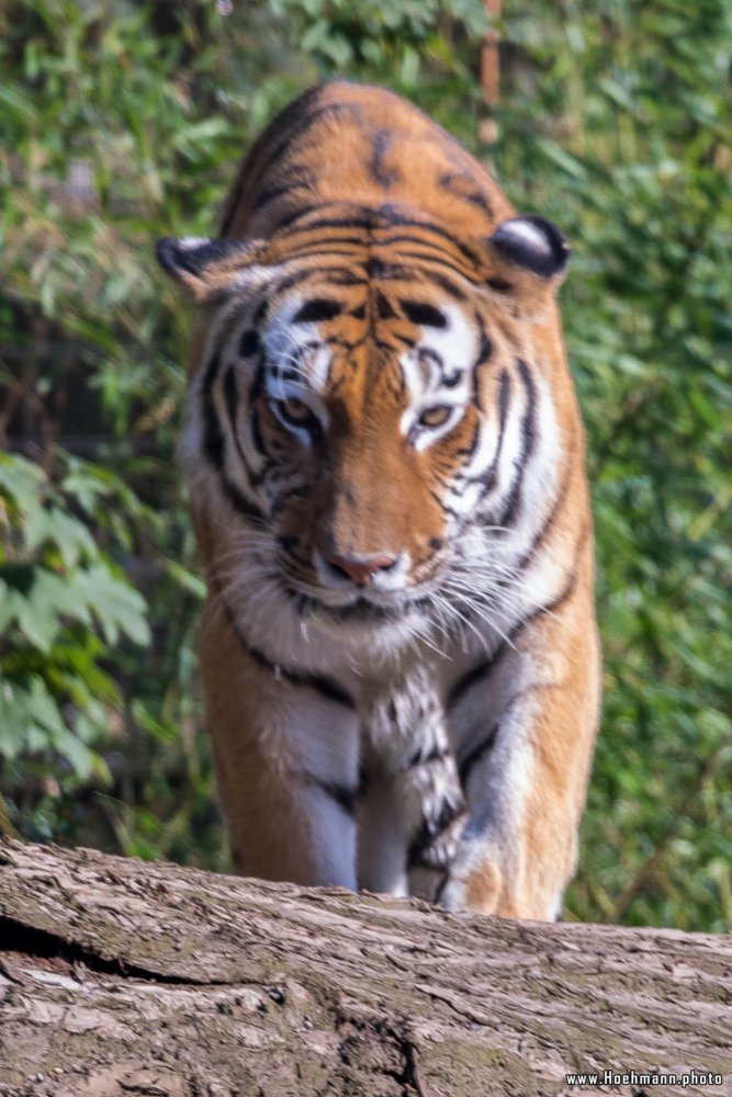 DuisburgerZoo_Tiger_008