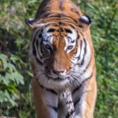 DuisburgerZoo_Tiger_008