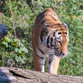 DuisburgerZoo_Tiger_009