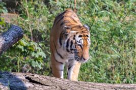 Duisburger Zoo Tiger 27.08.2016