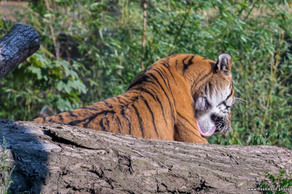 DuisburgerZoo_Tiger_010