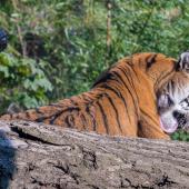 DuisburgerZoo_Tiger_010