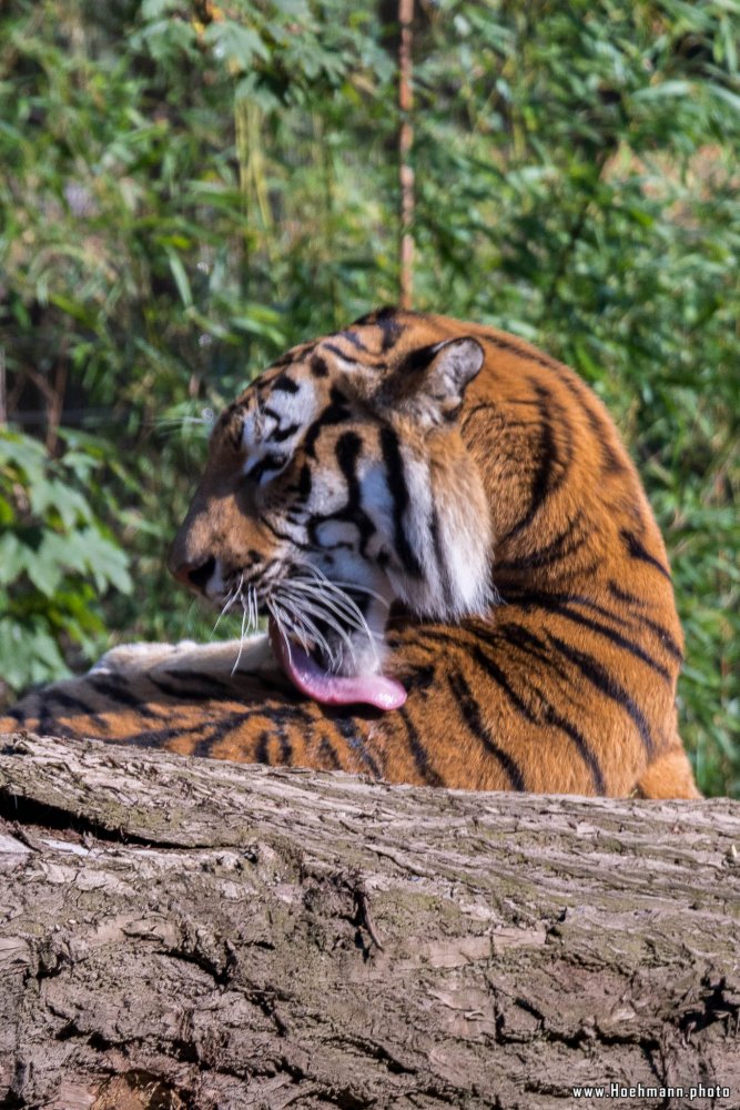 DuisburgerZoo_Tiger_011