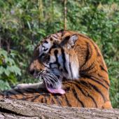 DuisburgerZoo_Tiger_011