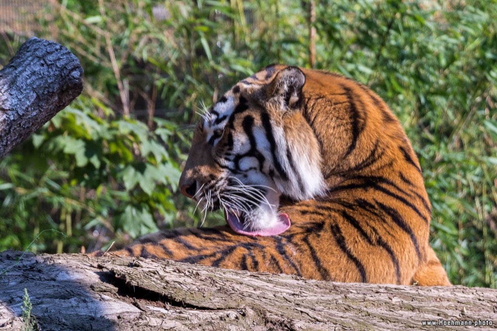 DuisburgerZoo_Tiger_012