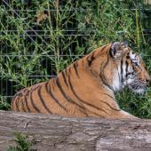 DuisburgerZoo_Tiger_013