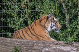 Duisburger Zoo Tiger 27.08.2016