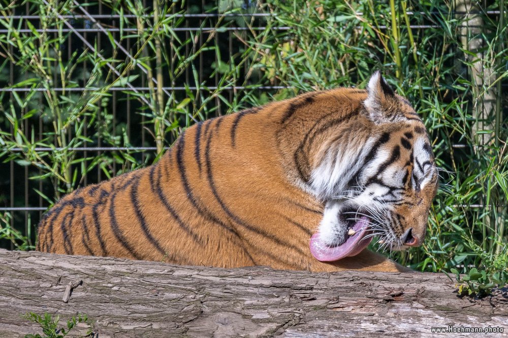 DuisburgerZoo_Tiger_014