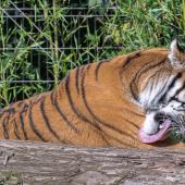 DuisburgerZoo_Tiger_014