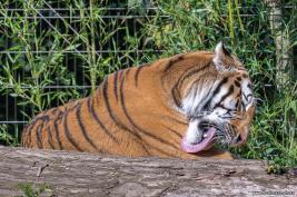 Duisburger Zoo Tiger 27.08.2016