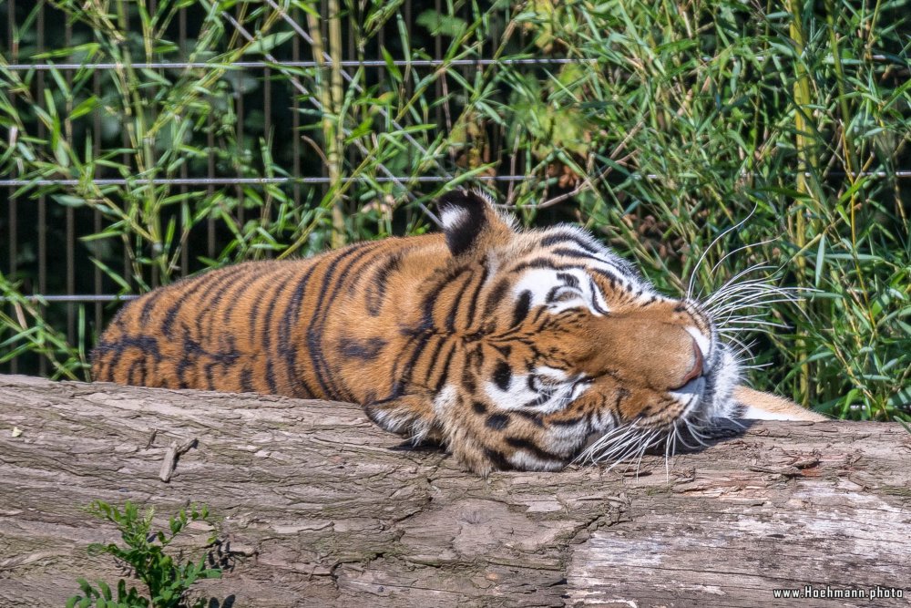 DuisburgerZoo_Tiger_015