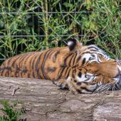 DuisburgerZoo_Tiger_015