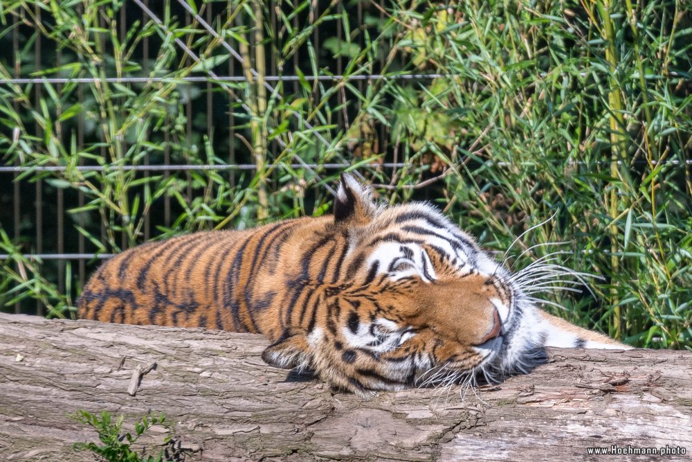 DuisburgerZoo_Tiger_016