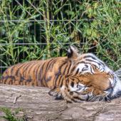 DuisburgerZoo_Tiger_016