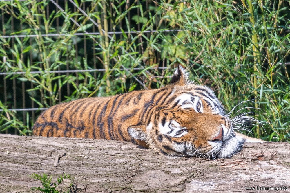 DuisburgerZoo_Tiger_017