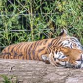 DuisburgerZoo_Tiger_017