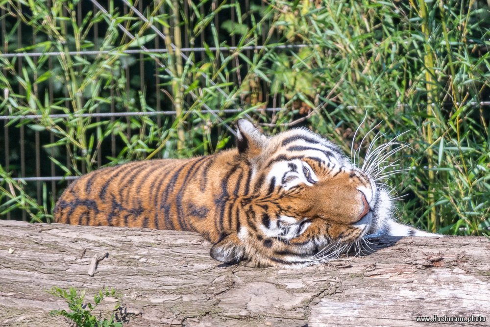 DuisburgerZoo_Tiger_018