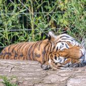 DuisburgerZoo_Tiger_018