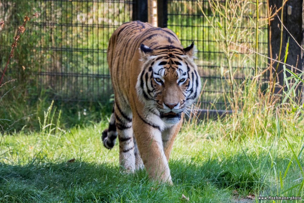 DuisburgerZoo_Tiger_003