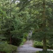 Rombergpark_008