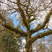 Irland_BlarneyCastle_053