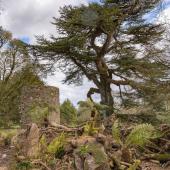 Irland_BlarneyCastle_055