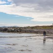 Irland_Castlecove_005