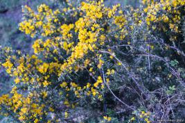 Cork-Hollyhill