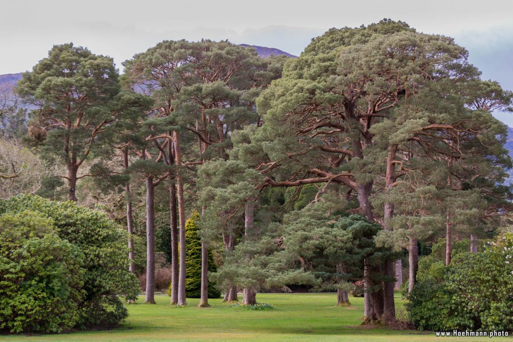 Irland_Killarney_Nationalpark_004