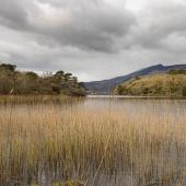 Irland_Killarney_Nationalpark_011