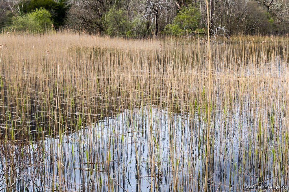 Irland_Killarney_Nationalpark_014