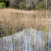 Irland_Killarney_Nationalpark_014