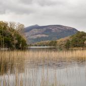 Irland_Killarney_Nationalpark_016