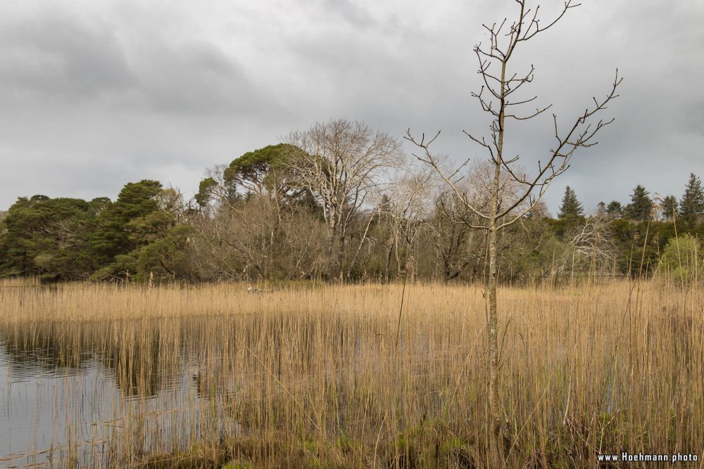 Irland_Killarney_Nationalpark_017